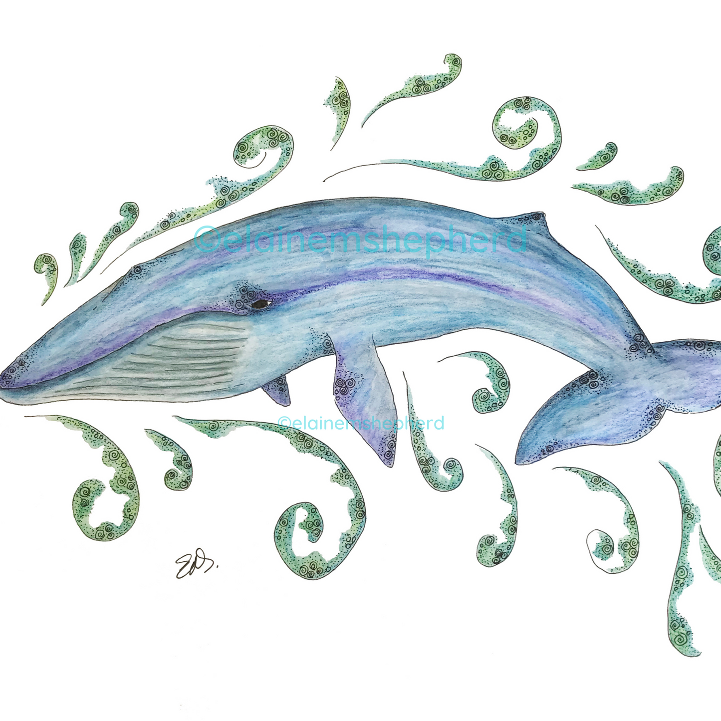 Blue Whale Card